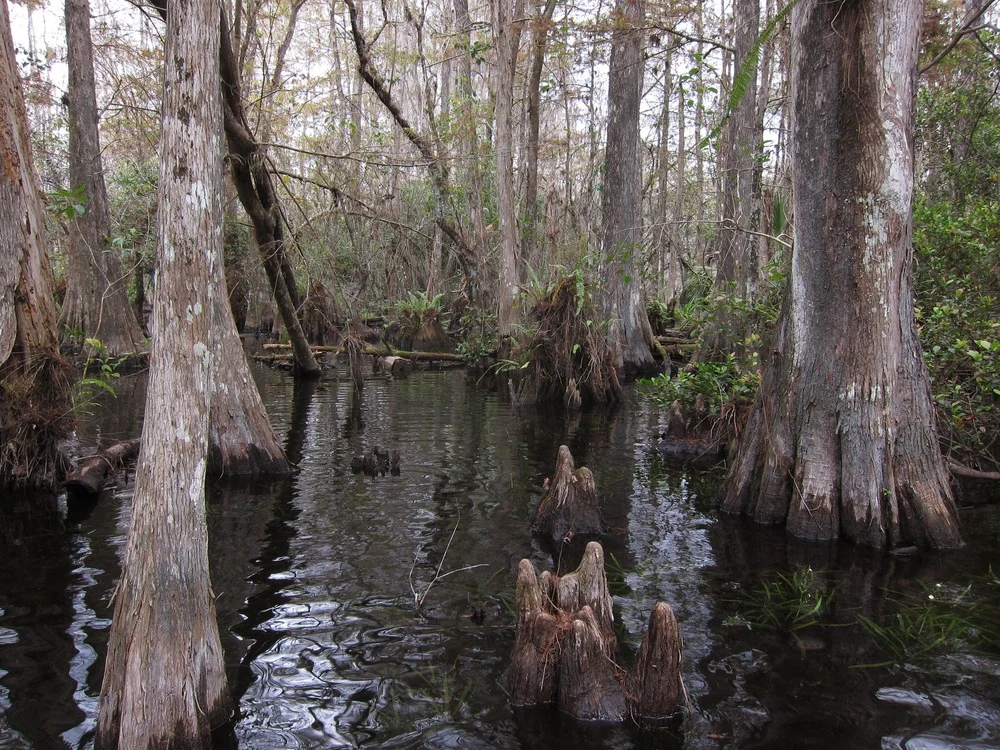 Water and cypress trees at Big Cypress National Preserve